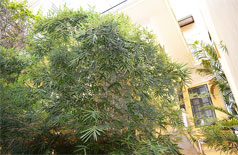 Cho thuê nhà đẹp ở Nghi Tàm,Tây Hồ.